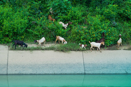 一群山羊走着去找吃的地方