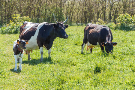 布列塔尼的田野里放着牛犊和牛