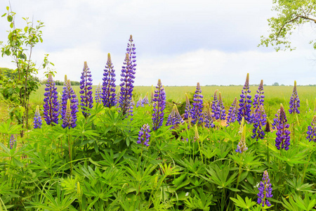 春天田野盛开花朵图片