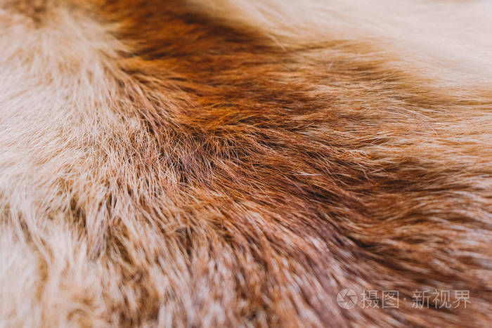 关闭顶部的蓬松纹理的彩色真实狐狸动物皮毛. 自然毛茸茸的背景.