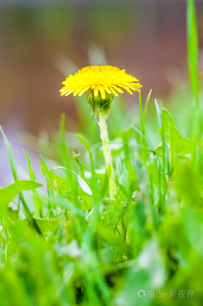 春末草地上一朵盛开的蒲公英黄花