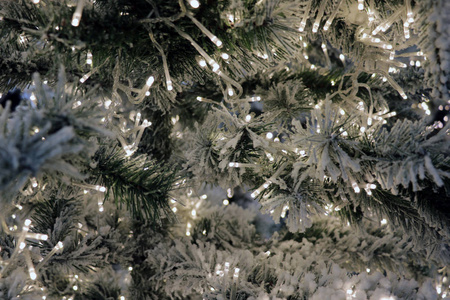 现场云杉松树圣诞树照明彩灯