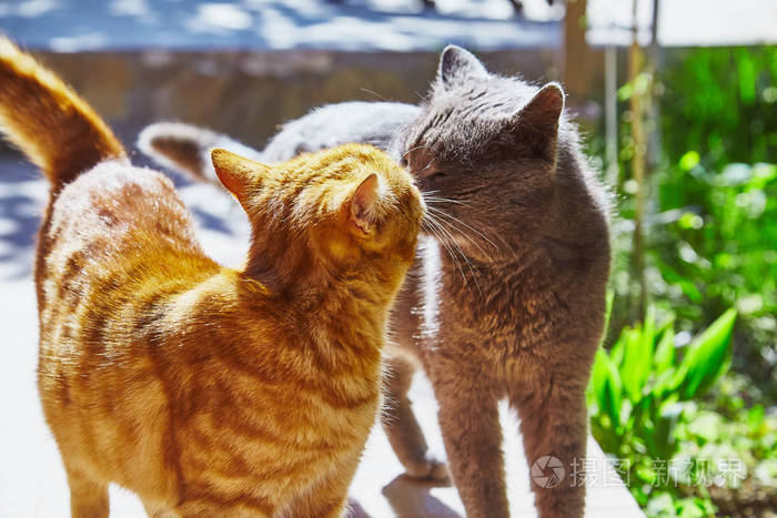 *3744px无水印下载免费10次/天下载小样发票合同问题/举报小猫动物猫