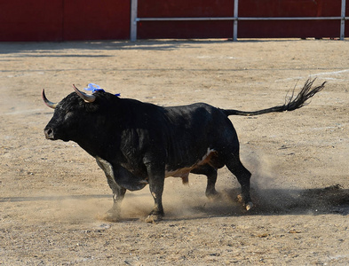 西班牙的壮牛