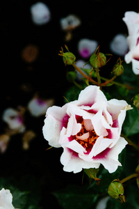 接近白色粉红色玫瑰，雨滴覆盖模糊的黑暗背景