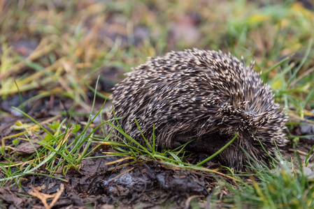 小刺猬蜷缩在冬眠中,紧紧地抱着幼崽照片