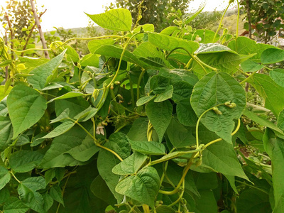 幼豆植物生长和开花关闭