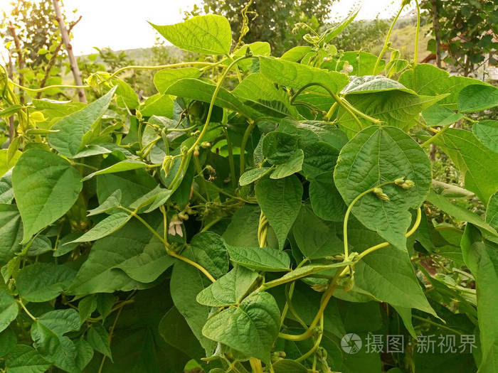 幼豆植物生长和开花关闭