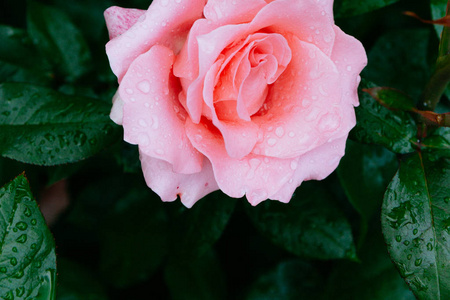 接近一朵粉红色的玫瑰，雨滴在模糊的深绿色叶子上
