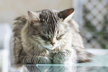 雌性西伯利亚猫的牲畜, 长头发的低过敏性小猫在放松