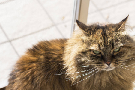 棕色西伯利亚猫的牲畜, 长头发的低过敏性小猫