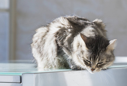 牲畜雌性西伯利亚猫, 长毛低过敏性银猫