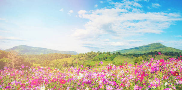春天的花粉红色的田野五彩缤纷的宇宙花朵在美丽的花园里绽放，山景山地背景，粉红色和红色的宇宙田野在明亮的白天和夏天的蓝天背景上绽