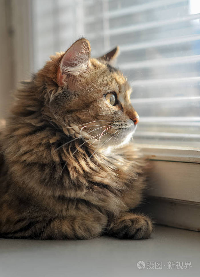 靠窗窗台上的猫