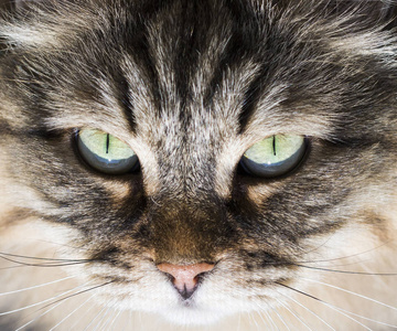 可爱的西伯利亚猫眼睛, 长头发的低过敏性小猫