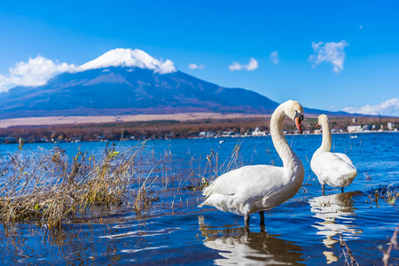 富士山与白天鹅美丽的风景富士山与白天鹅围绕日本山子湖照片
