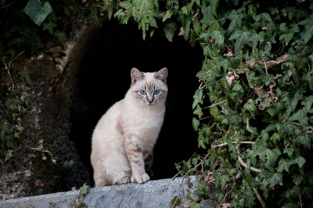 小猫温柔的样子