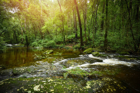 植物热带溪流瀑布森林自然绿色植物热带雨林热带丛林小瀑布河，岩石从山上流动，早晨景观绿林树