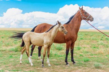 不同品种的马。 阿克哈泰克繁殖马。 马在牧场上带着一只小马驹。 一个漂亮团队中的动物。 马的温柔的眼睛。 马鞭和马鬃的宏观射击