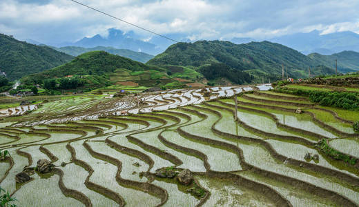 越南北部雨季美丽的梯田。