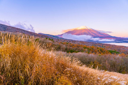 日本秋季稻子或稻子湖富士山的美丽景观