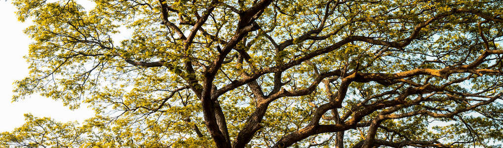 黄叶大树冠层背景图片