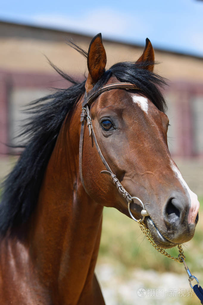 阿克哈·泰克繁殖马. 马在牧场上带着一只小马驹.