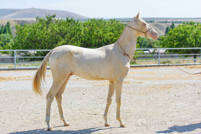 白化马蓝眼睛的白驹漂亮的繁殖马绿色树木背景上的动物繁殖的漂亮马