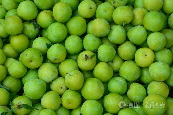 成熟的绿色酸梅嘴里流着酸梅樱桃梅