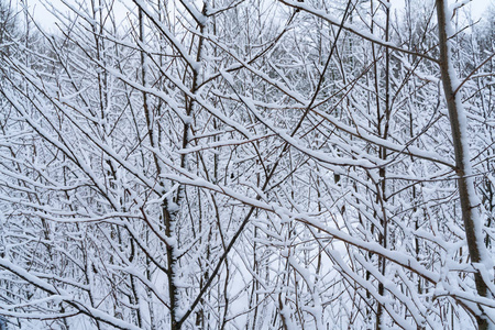 景观冬季森林。 树木和地面覆盖着白色蓬松的雪