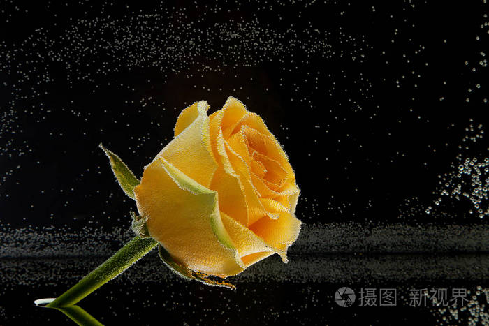 关闭一个新鲜的黄色玫瑰覆盖水滴在一个黑色的孤立的背景侧视图.