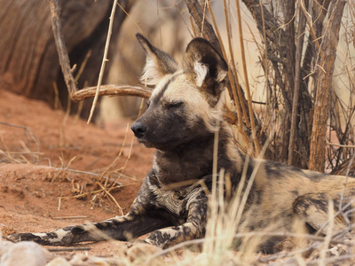 纳米比亚的海象湾卡拉哈里沙漠的棕色土狼沙漠地区路边的野狼茎黑背的