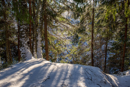 冬日雪林风景