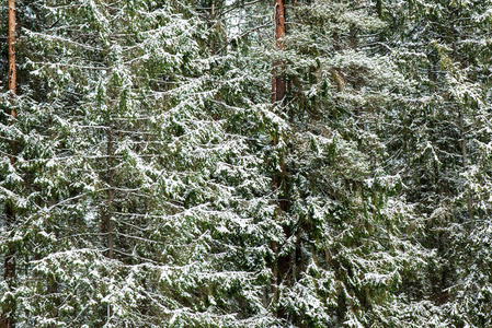 冬日雪林风景