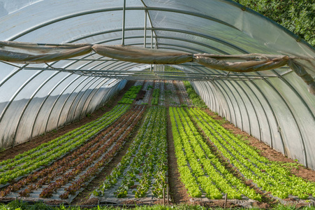 温室蔬菜的有机栽培