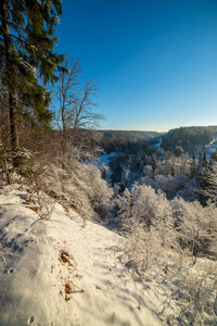 冬日雪林风景