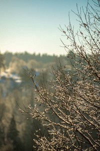冬日雪林风景