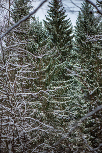 冬日雪林风景图片