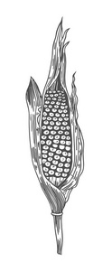 玉米芯上的老式雕刻插图。 植物玉米。 矢量插图