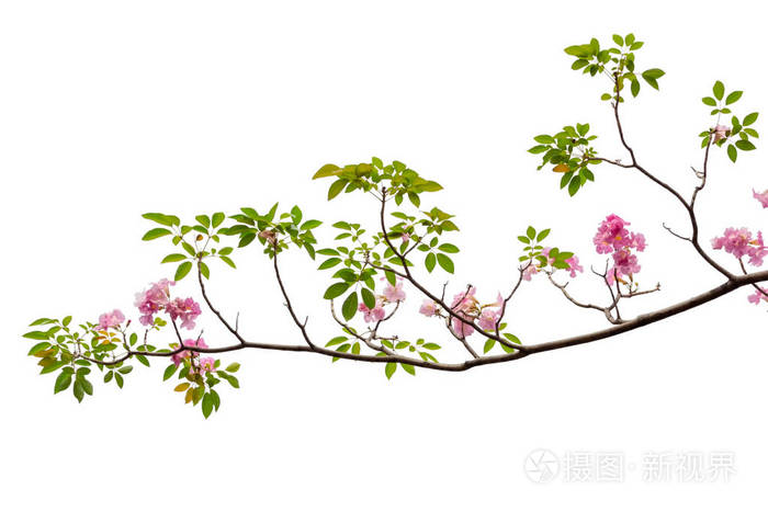 白色背景的粉红色花和树枝