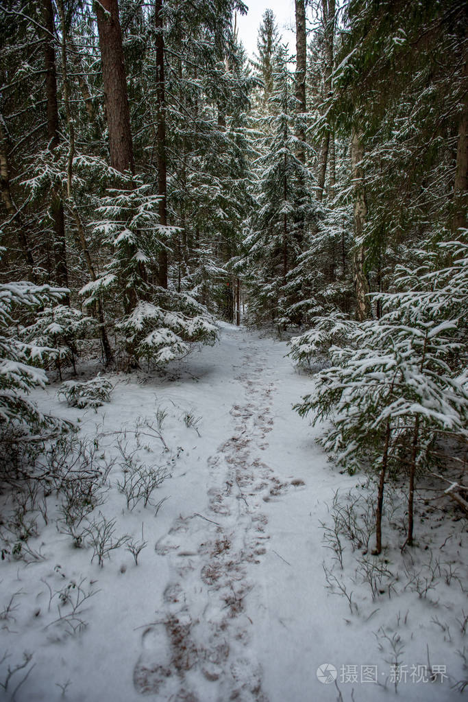 冬日雪林风景