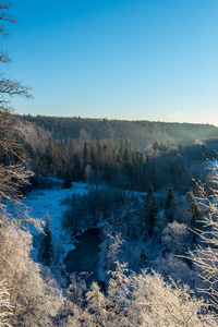 冬日雪林风景图片