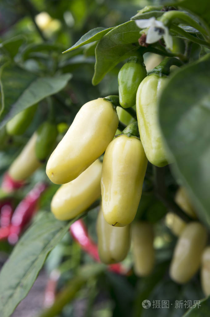 辣椒辣椒小白成熟非常热的果实挂在灌木枝上