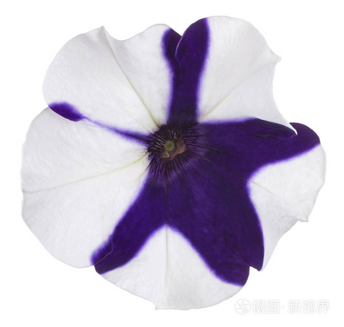 工作室拍摄的白色和蓝色矮牵牛花孤立在白色背景上大场深dof宏观的快