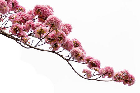 白色背景的粉红色花和树枝