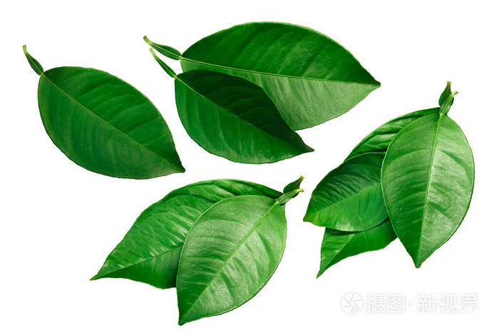 柑橘叶柠檬橙西柚分离在白色上