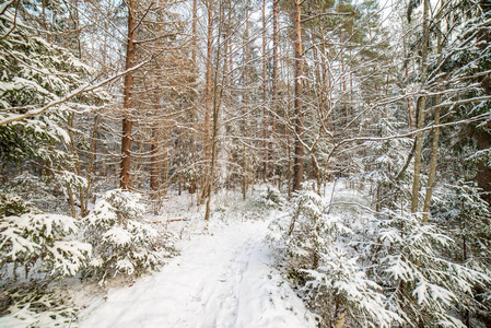 冬日雪林风景