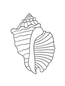 白色背景集矢量插图孤立的贝壳