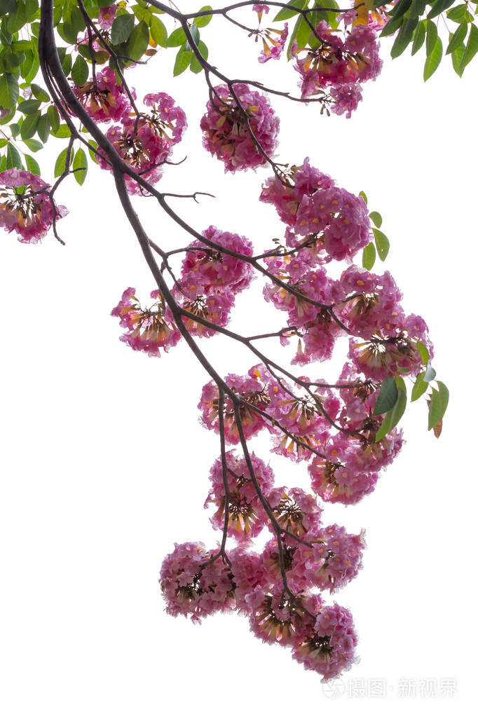 白色背景的粉红色花和树枝