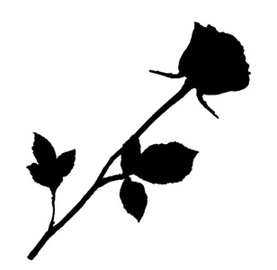 长茎上美丽的玫瑰花蕾.